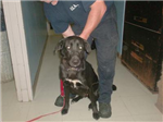 Adoptable Pets From The O.S.A.S.