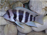 Akvaryum