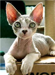 Pets4u