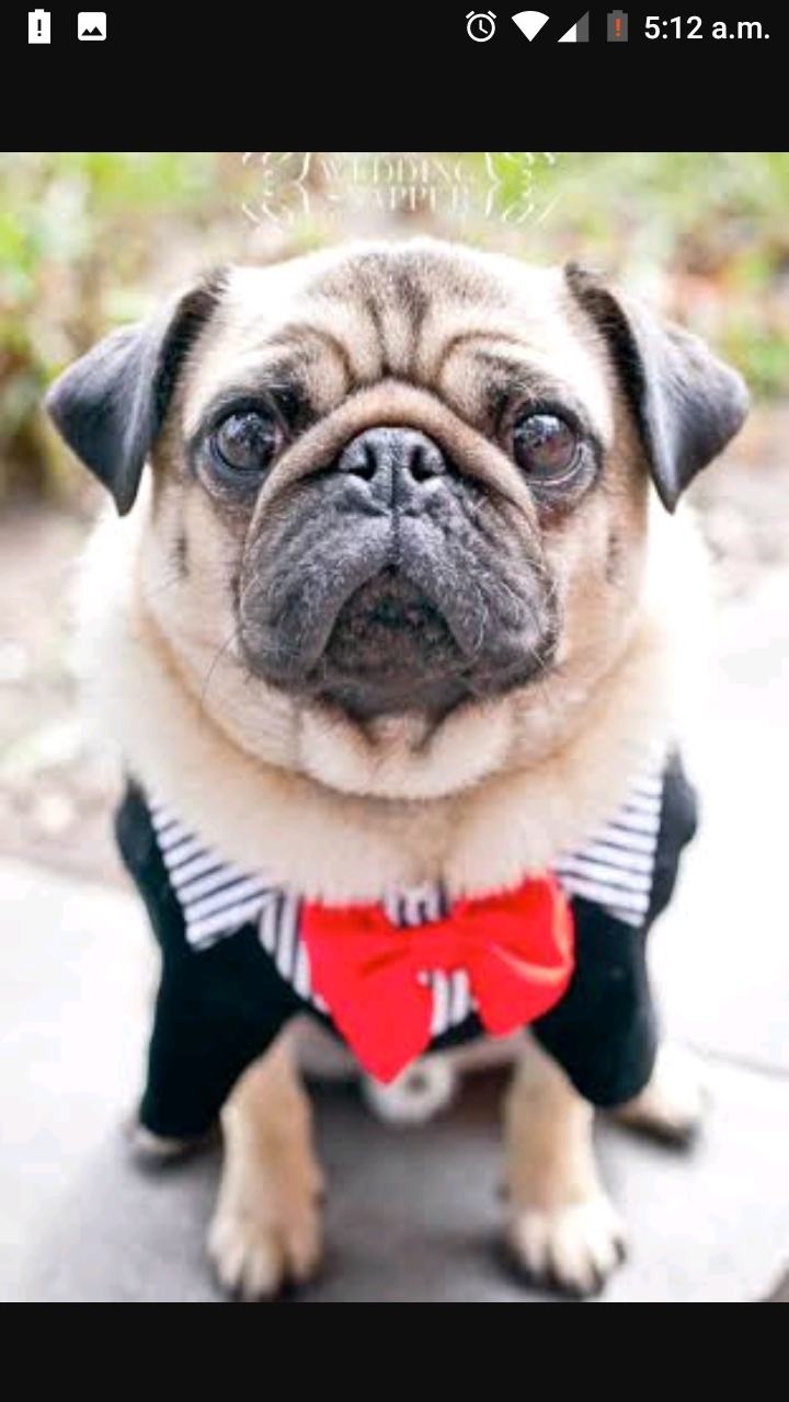 ¿Que Tan Perrito Pug Eres?