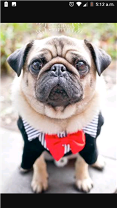 ¿Que Tan Perrito Pug Eres?