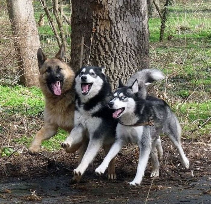 Hagi Köpek Cinsi Sana Uygun?