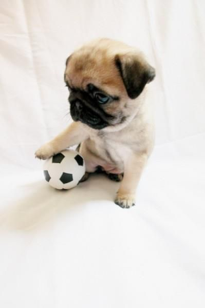 Que Tanto Sabes De Los Pug?