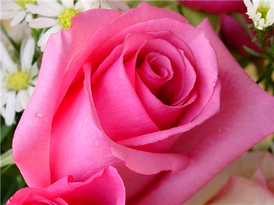 Pembe: 