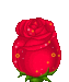 rose 2