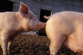 Pet de cochon