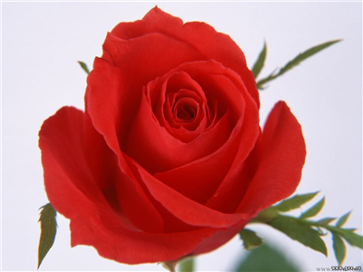 mawar merah