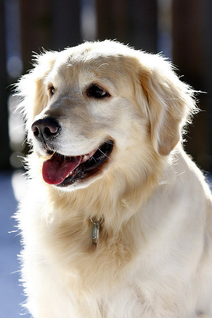 Hangi Köpek Sana Uygun