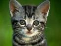 Cucciolo di gatto