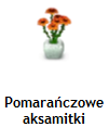 Pomarańczowe aksamitki