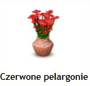 Czerwone pelargonie