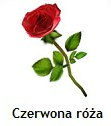 Czerwona róża