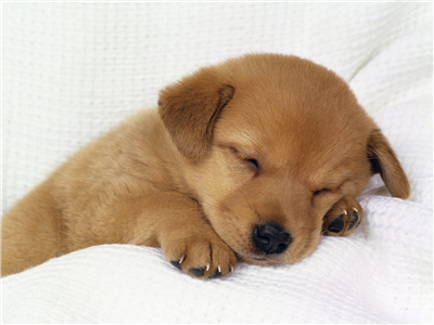 puppyyyyy