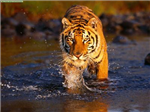 Big Cats :3