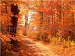 Nature Photos