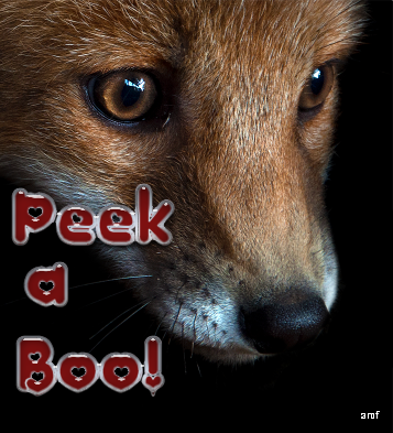 Peek a Boo!