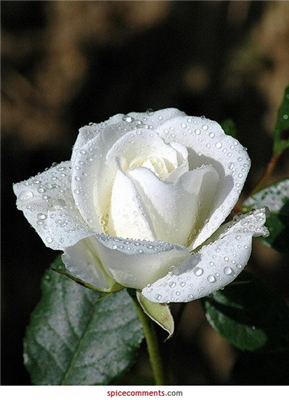 White Flower