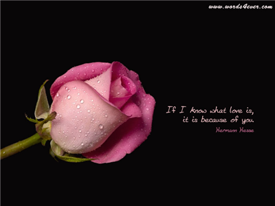 Pink Flower