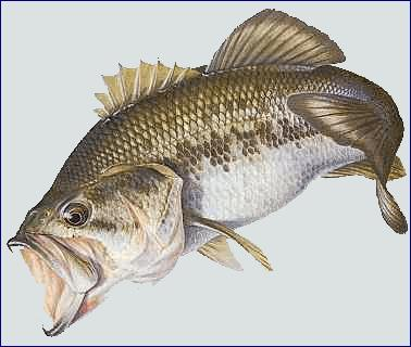 Connais Tu Vraiment Le Black Bass ?