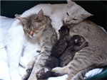 Cats Gift Collection