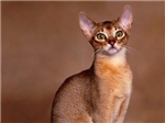 Send A Cat