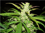 Marry Jane