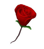 Rose for you 