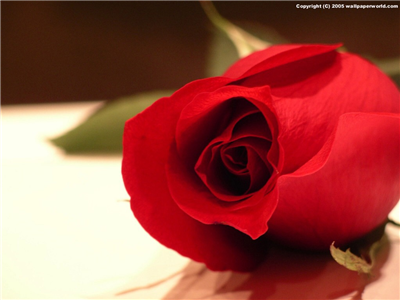rose