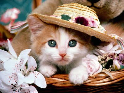 kitty cats