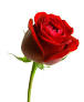 Red Rose