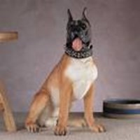 Hangi Köpek Türüsünüz ?