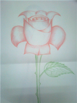 rose