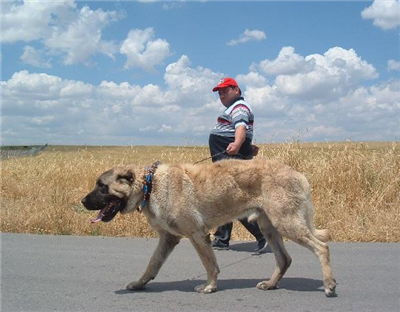 Sivas Kangal