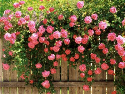 PEMBE GÜL BAHÇESİ