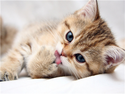 Gatito