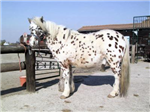 Chevaux