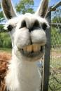 Send A Llama
