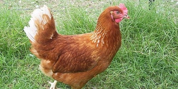 Cesur Musun Korkak Mı
