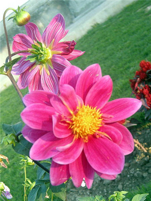 HAPPY SPRİNG
