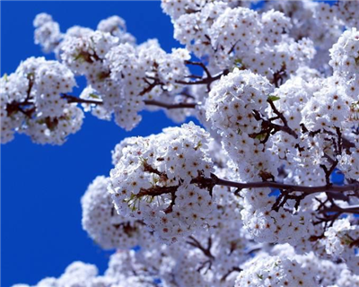 HAPPY SPRİNG