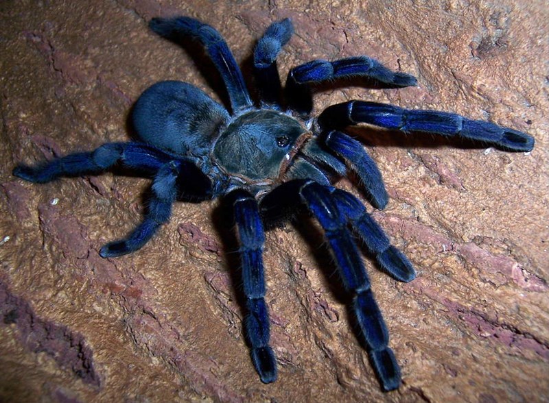 SCP-548