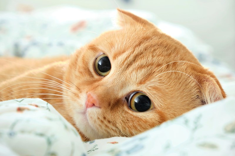 Кошки