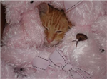 Kitty Sender