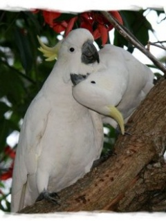 love birds