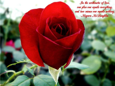 red rose with awesome thought