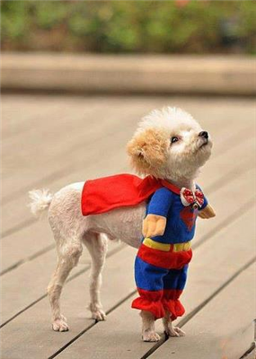 CUTE DOG 