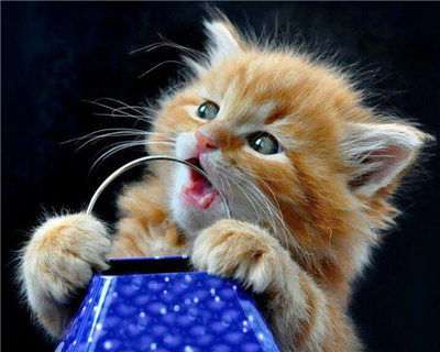  CUTE CAT