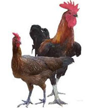 SEPASANG AYAM