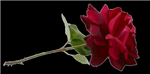 Sana Bir Hediyem Var