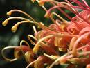Grevilleas